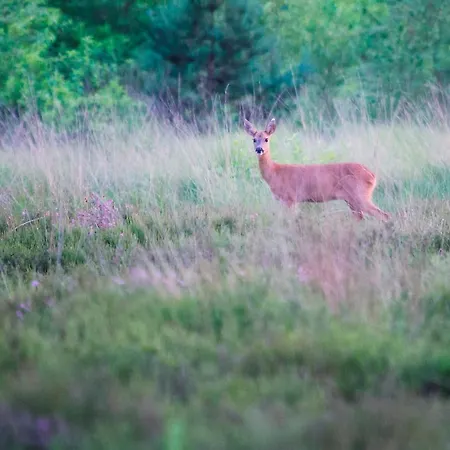 ホリデーパーク Roompot Bungalowpark 3*