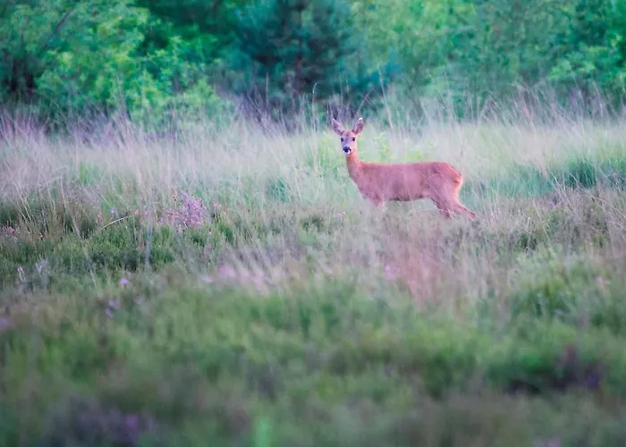 Vakantiepark Roompot Bungalowpark 3*
